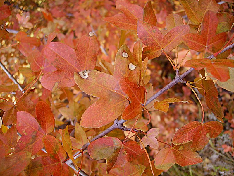 acermonspessulanumerabledemontpellierphoto06.jpg