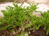 mesembryanthemumnodiflorumficodefleursnodalesphoto04_small.jpg