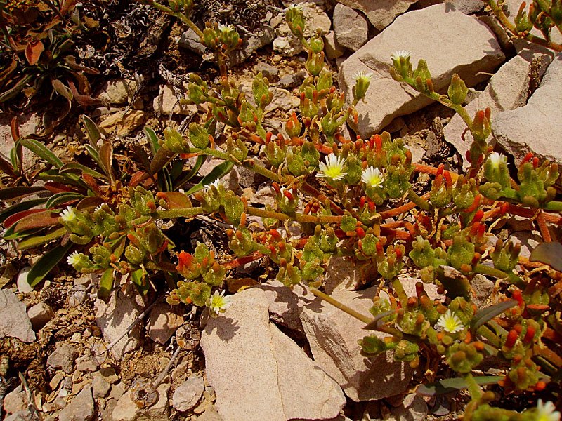 mesembryanthemumnodiflorumficodefleursnodalesphoto05.jpg
