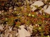 mesembryanthemumnodiflorumficodefleursnodalesphoto05_small.jpg