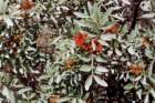pistacialentiscuspistachierlentisque03_small.jpg