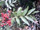 pistacialentiscuspistachierlentisque05_small.jpg