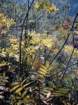 pistaciaterebinthuspistachiertrbinthe03_small.jpg