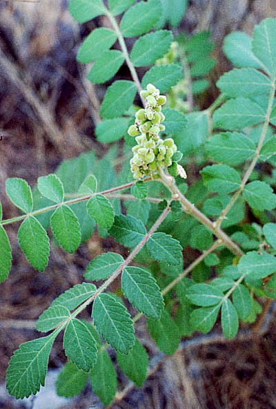 rhuscoriariasumac03.jpg