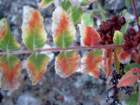 rhuscoriariasumac04_small.jpg