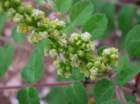 rhuscoriariasumac05_small.jpg
