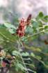 rhuscoriariasumac06_small.jpg