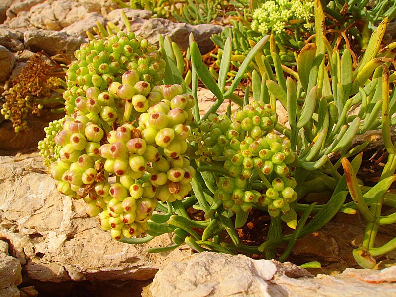crithmummaritimumpercepierre04.jpg