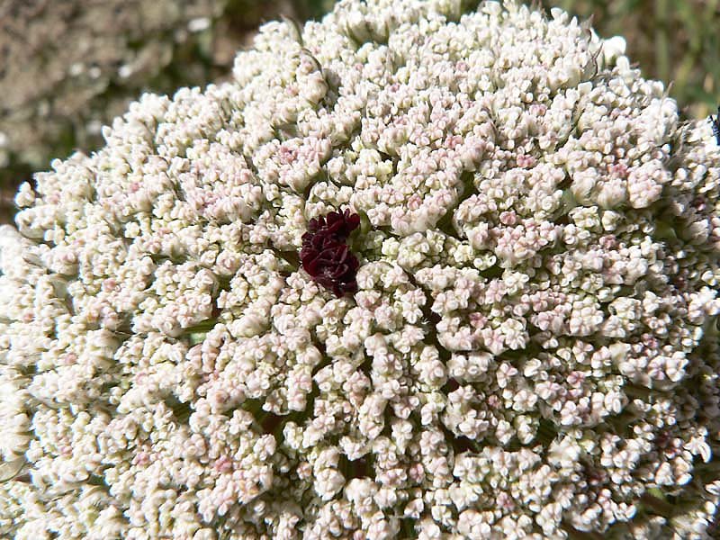 daucuscarotacarotacarottesauvage03.jpg