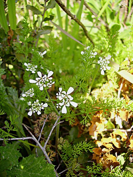 orlayaintermediacaucalisfeuillesdecarotte02.jpg