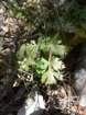 pimpinellatragiumboucagetragium02_small.jpg