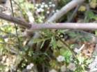 pimpinellatragiumboucagetragium03_small.jpg