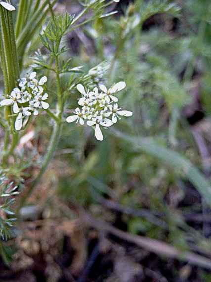 scandixaustralisscandixaustral03.jpg