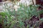 scandixpectenvenerisscandixpeignedevnus_small.jpg