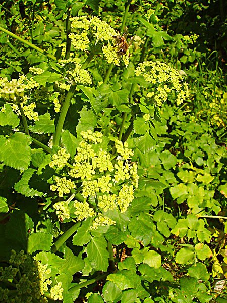 smyrniumolusatrummaceron03.jpg