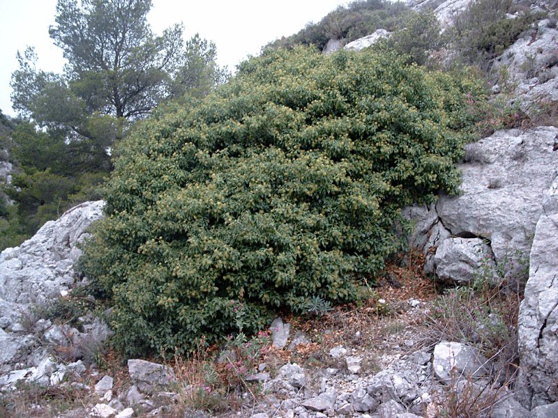 hederahelixlierre.jpg