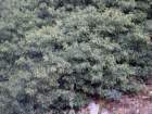 hederahelixlierre02_small.jpg
