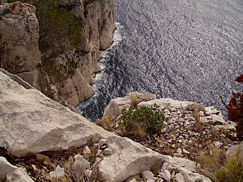aristolochiapistolochiaaristolochepistolochephoto04.jpg