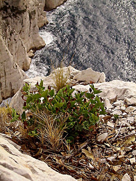 aristolochiapistolochiaaristolochepistolochephoto05.jpg