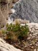 aristolochiapistolochiaaristolochepistolochephoto05_small.jpg