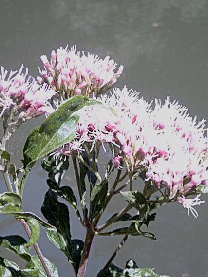 eupatoriumcannabinumeupatoirefeuillesdechanvre02.jpg