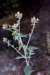 inulaconyzainuleoeildecheval02_small.jpg