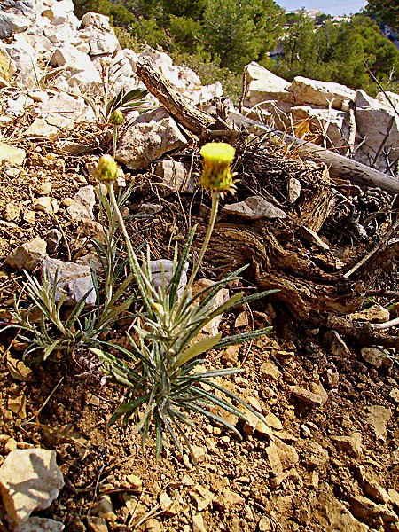 phagnalonsaxatilephagnalondesrochers04.jpg