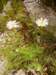 tanacetumcinerariifoliumpyrthre_small.jpg