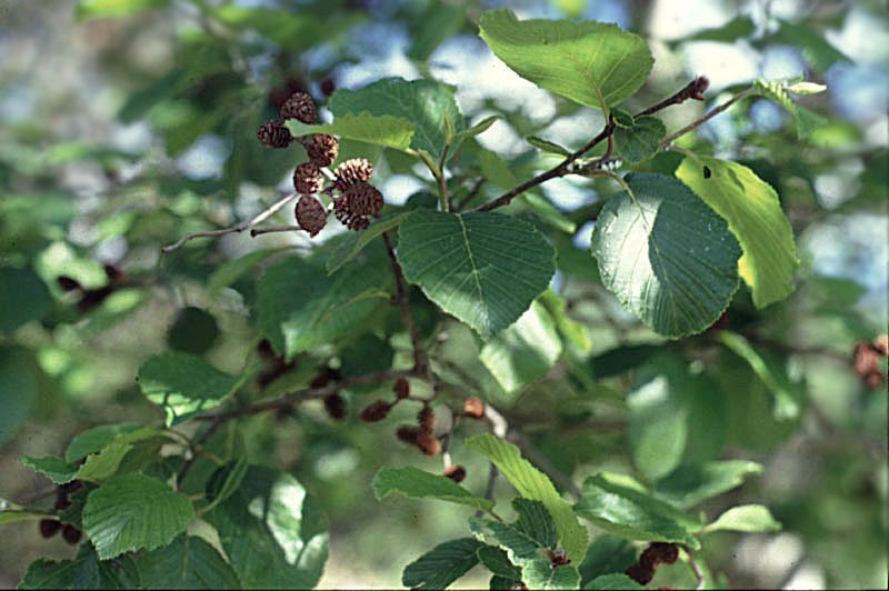 alnusglutinosaaulneglutineux.jpg