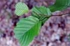 alnusglutinosaaulneglutineuxphoto02_small.jpg