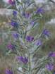 echiumvulgaresubsppustulatumviprinecommune04_small.jpg