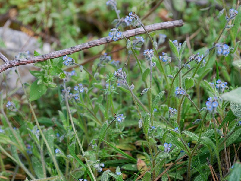 myosotisramosissima03.jpg
