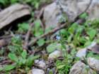 myosotisramosissima04_small.jpg