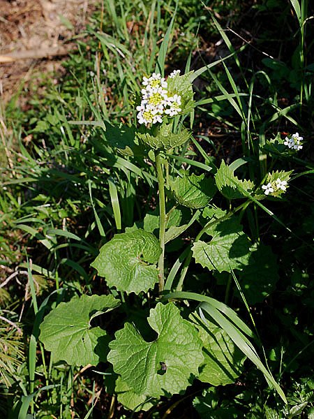 alliariapetiolataalliaireofficinale.jpg