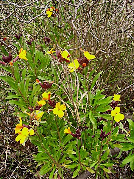 cheiranthuscheirigirofledesmuraillesphoto02.jpg