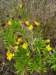 cheiranthuscheirigirofledesmuraillesphoto02_small.jpg