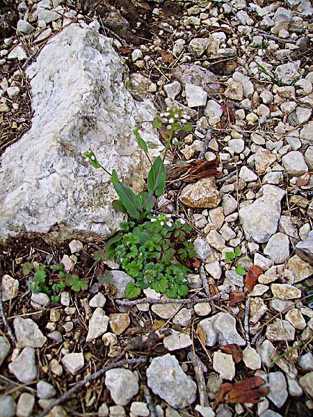 kandisperfoliatatabouretperfoli.jpg