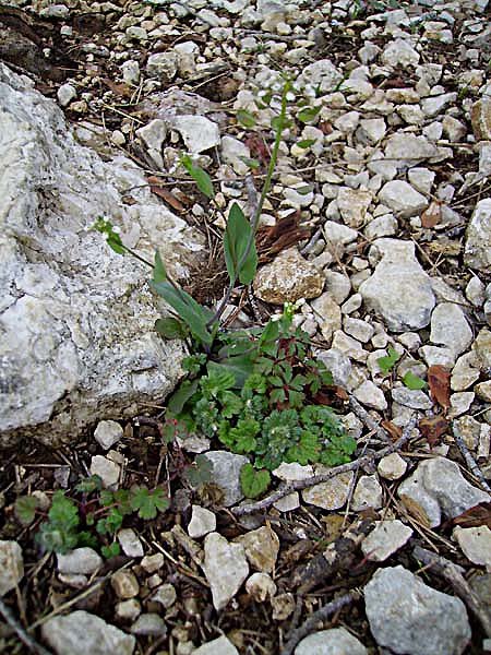 kandisperfoliatatabouretperfoliphoto02.jpg
