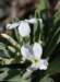 matthiolaincanagiroflerougephoto04_small.jpg