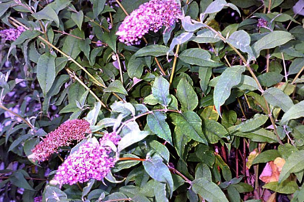 buddlejadavidiiarbreauxpapillons.jpg