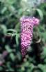 buddlejadavidiiarbreauxpapillons02_small.jpg