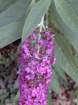 buddlejadavidiiarbreauxpapillons03_small.jpg