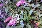 buddlejadavidiiarbreauxpapillons_small.jpg