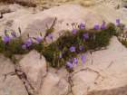 campanulamacrorhizacampanulefeuillesrondes02_small.jpg
