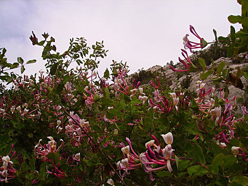 loniceraimplexachvrefeuilledesbalares03.jpg