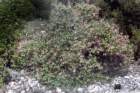 loniceraimplexachvrefeuilledesbalares_small.jpg
