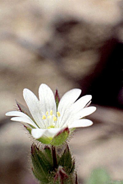 cerastiumpumilumcraistevisqueuxphoto03.jpg