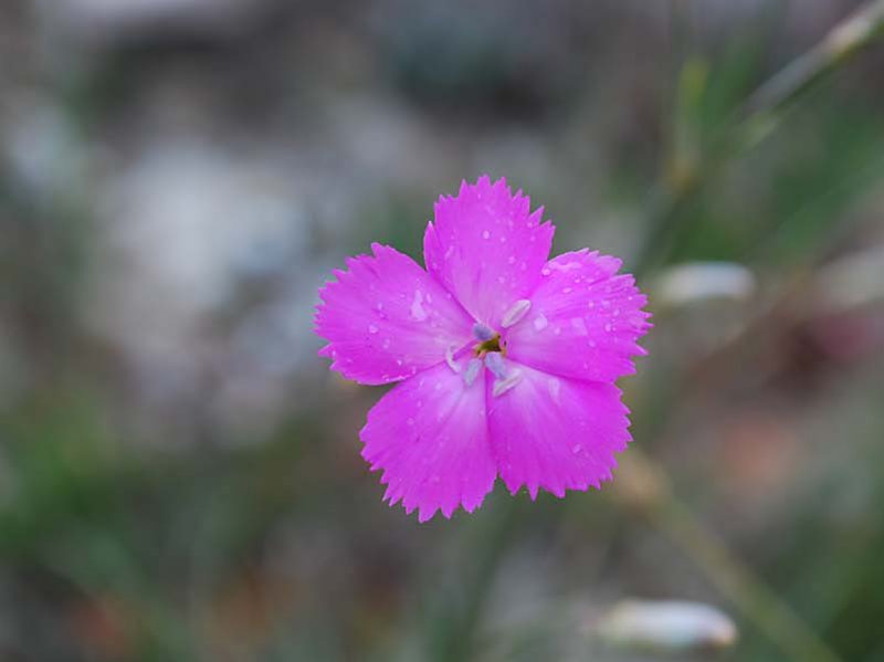 dianthussylvestrisoeilletsauvagephoto04.jpg