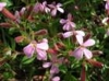 saponariaocymodessaponairefauxbasilicphoto03_small.jpg