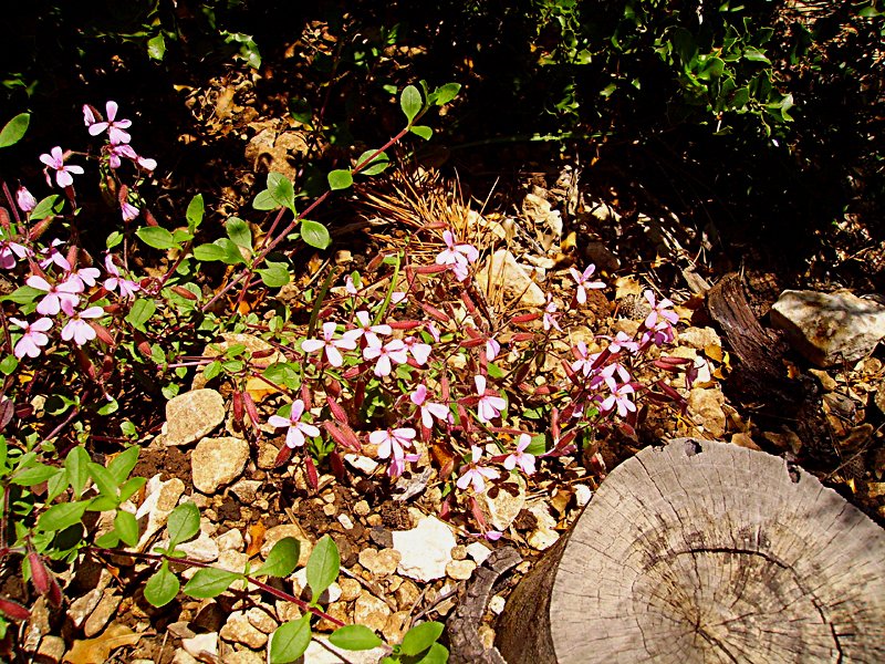 saponariaocymoidessaponairefauxbasilic.jpg
